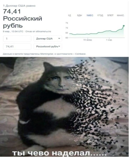 Ты что наделал Мем с котом