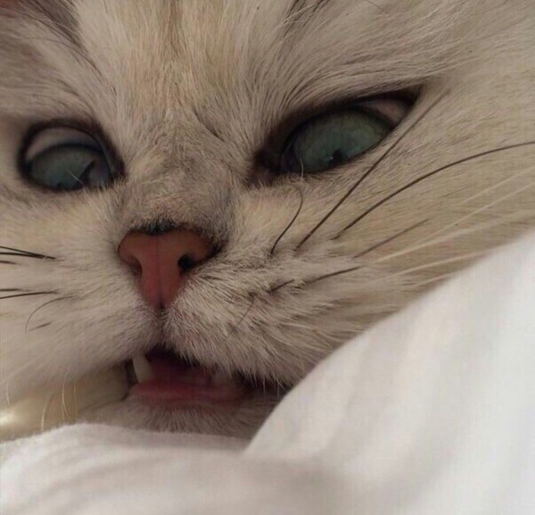 Злой милый котик