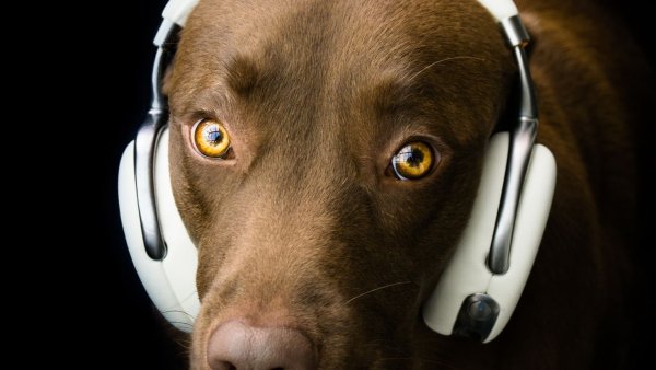 Собачьи наушники