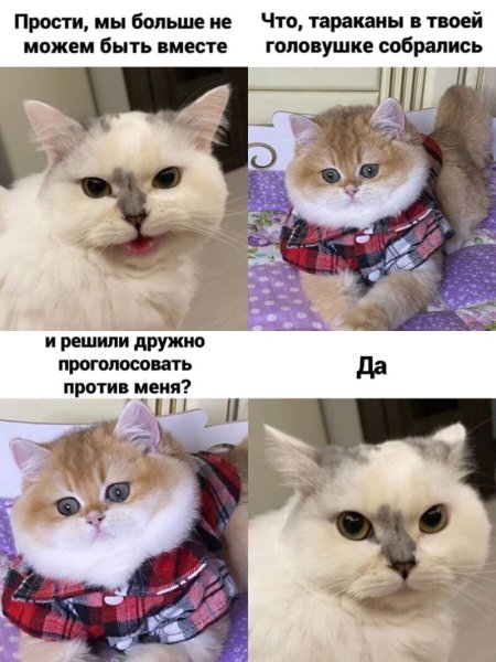 Мемы с котами
