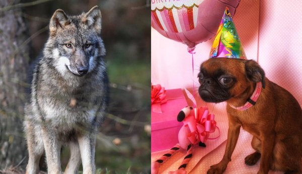 Мем волк подойду к людям