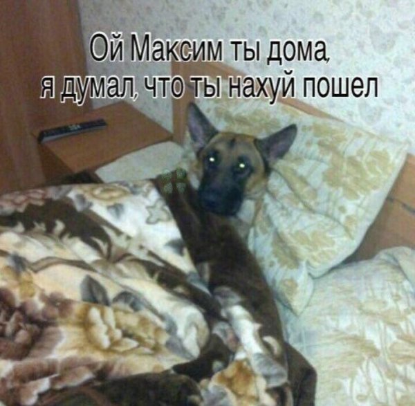 Собака макс