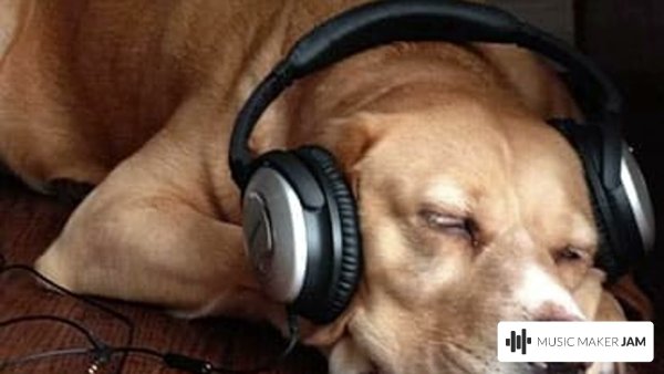 Собака в наушниках