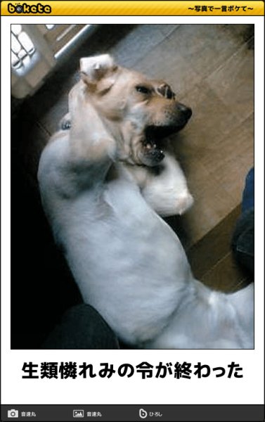 Собака закрывает уши лапами