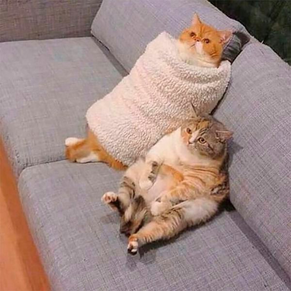 Толстые коты