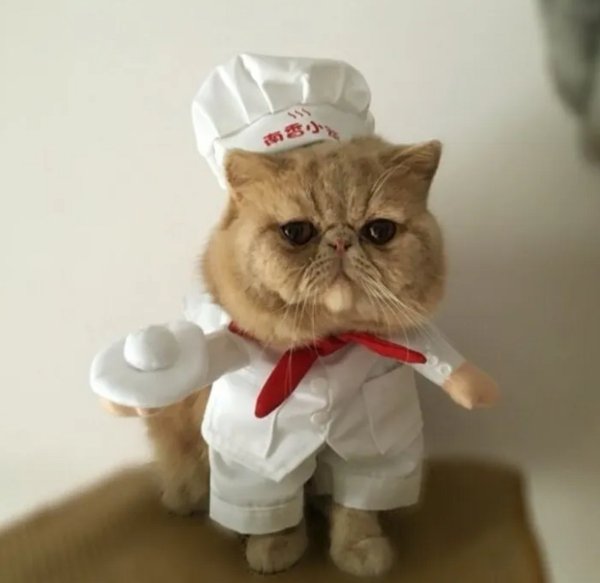 Котенок повар