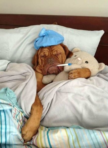 Смешная больная собака