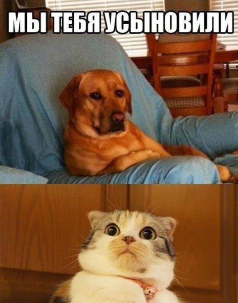 Смешные мемы с животными