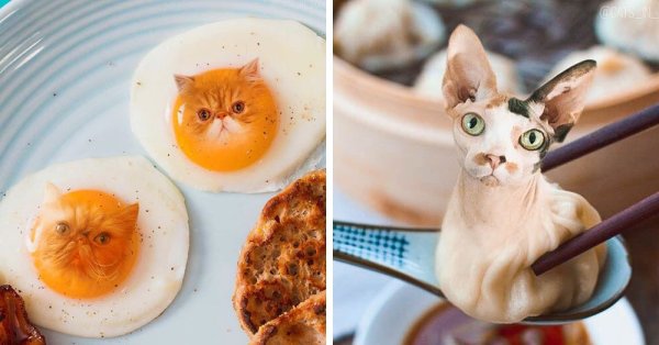 Котик с едой