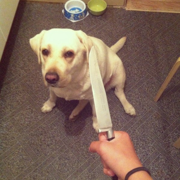 Версута сын собаки