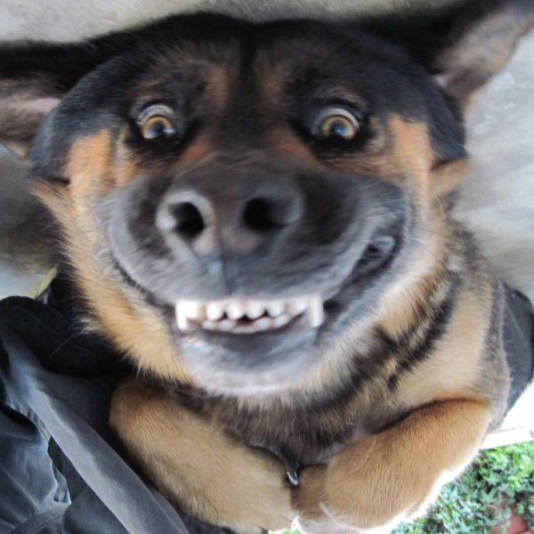 Собака улыбается