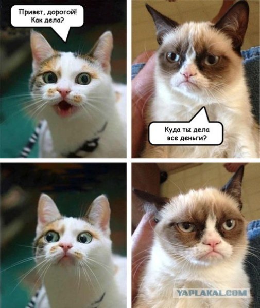 Мемы с котами