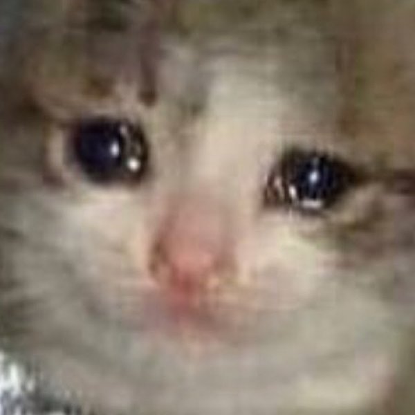 Грустный кот плачет