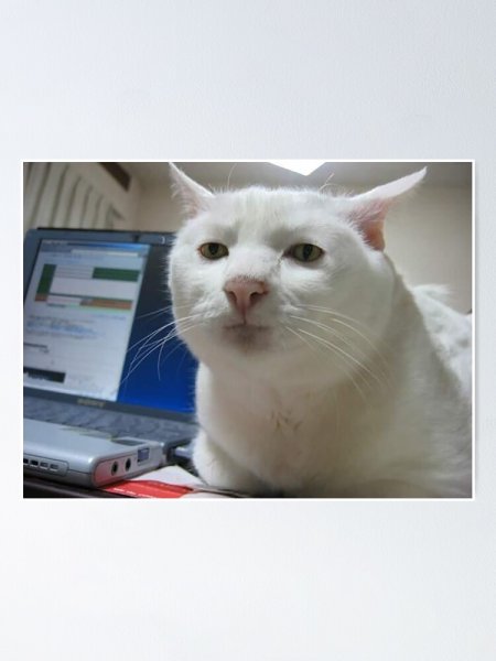 Кот почти засмеялся