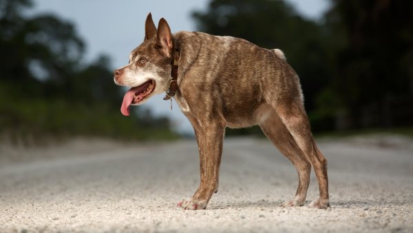 Овчарка Квазимодо
