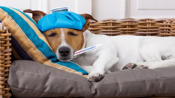 Собака с градусником