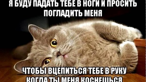 Смешные мемы про котов