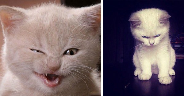 Маленький котенок злится