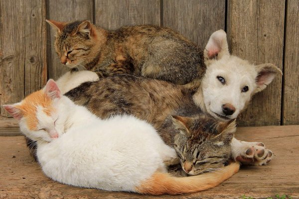 Деревенские кошки с котятами