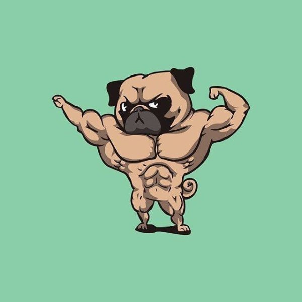 Бойцовский Мопс