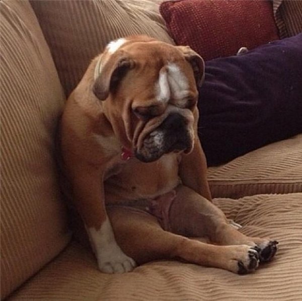 Собака устала