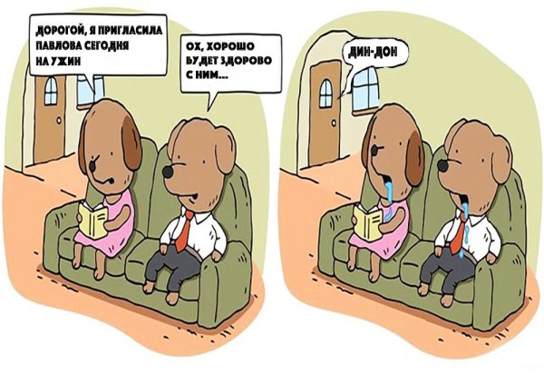 Собака Павлова юмор