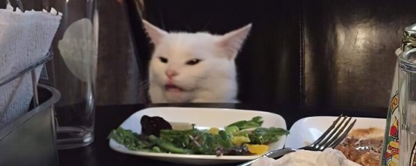 Недовольный кот за столо