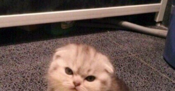 Пирожочек с начинкой злости