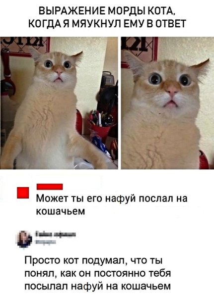 Мемы с котами