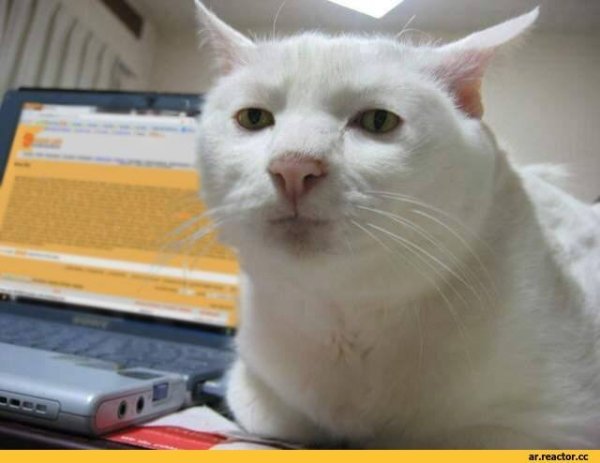 Кот с каменным лицом