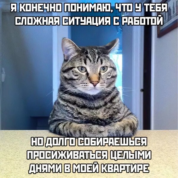 Коты мемы