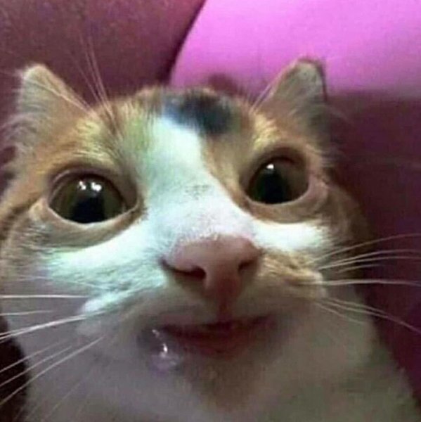 Кот Мем