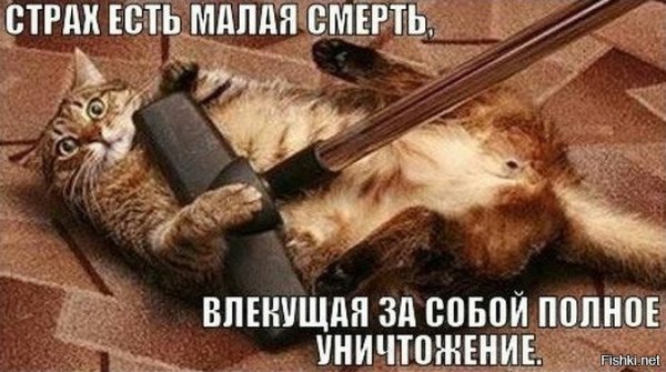 Кот пылесос страх убивает разум