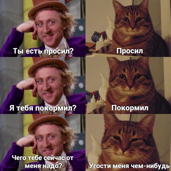 Котики смешные мемы