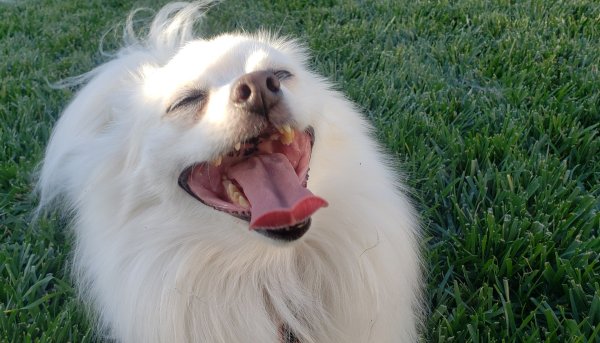 Собака смеется