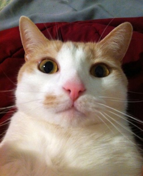 Милый кот селфи