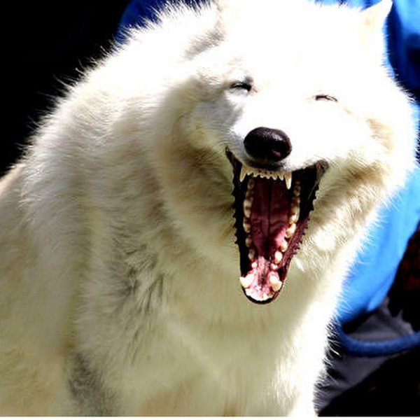 Зубы самоеда