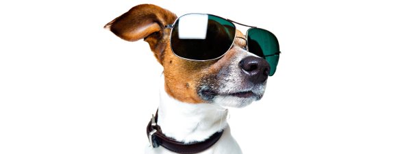 Джек-Рассел-терьер в очках