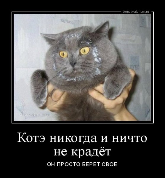 Демотиваторы с котиками