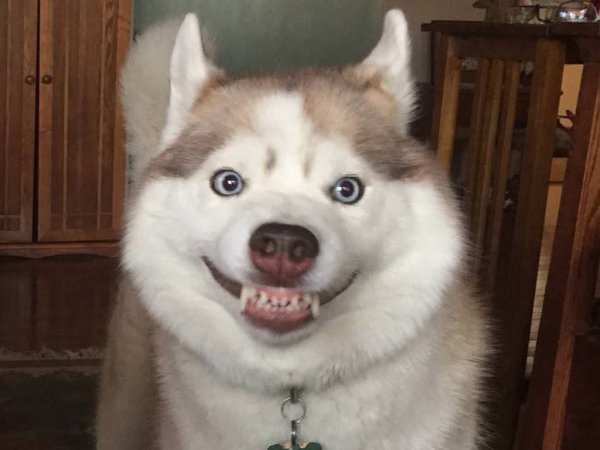 Хаски смешные