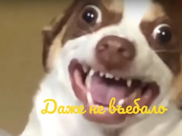 Кричащая собака