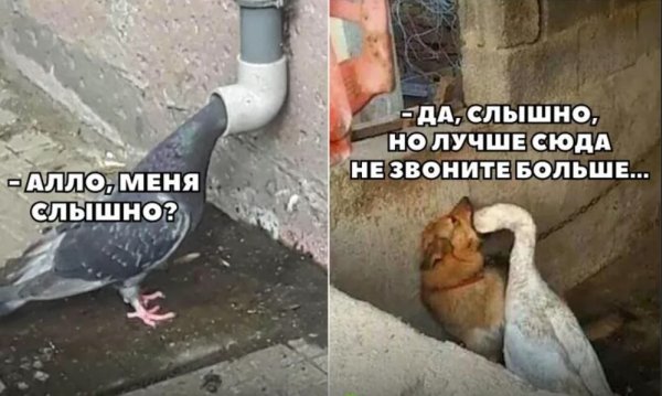 Голубь Алло меня слышно