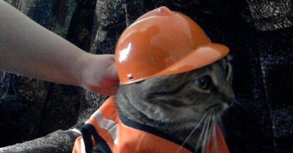 Котик в строительной каске