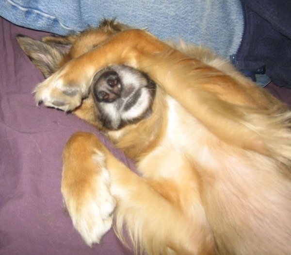 Собака закрыла глаза лапами