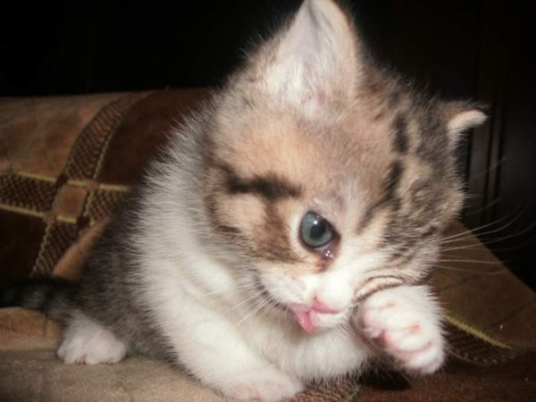 Котенок со слезами