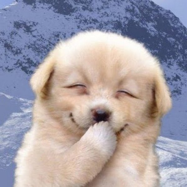 Щенок улыбается