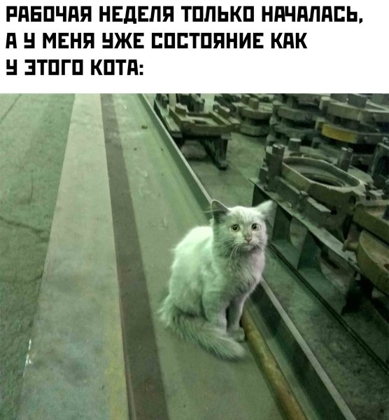 Грязный кот на заводе