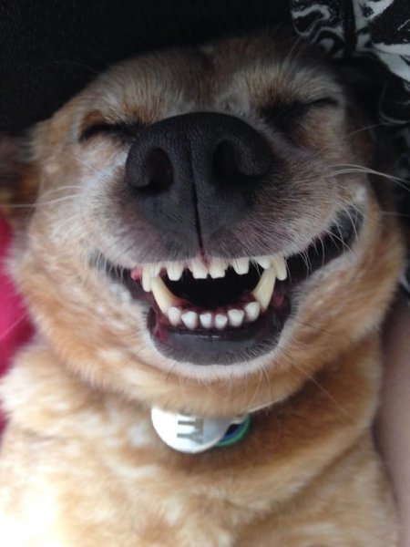 Собака широко улыбается