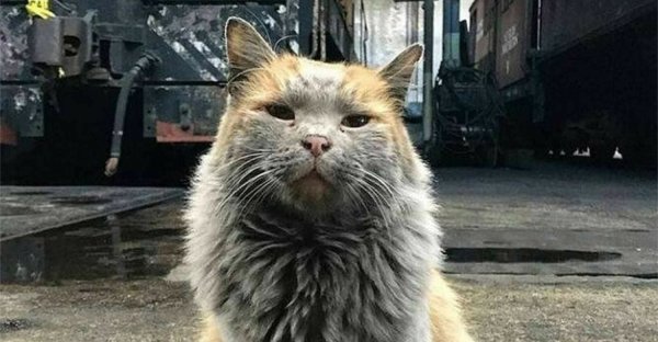 Кот работяга на заводе