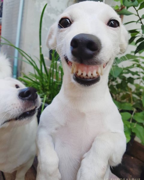Белая собака улыбается